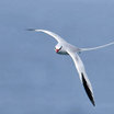 Red-billed Tropicbird